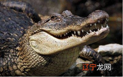 陆地上寿命最长的动物 寿命最长的动物对比