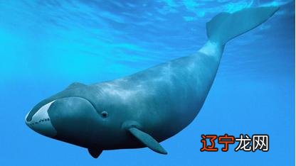 陆地上寿命最长的动物 寿命最长的动物对比