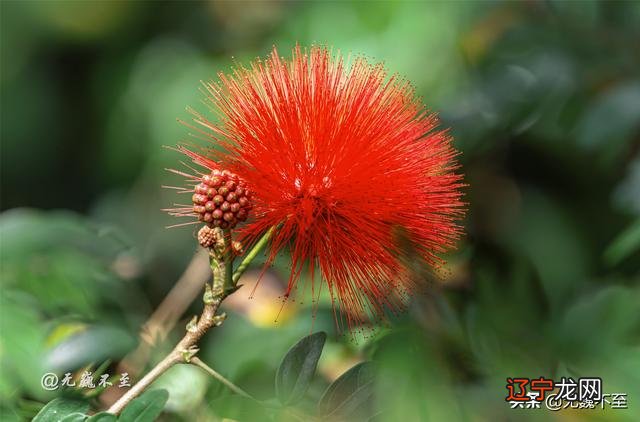 基诺族建筑 基诺族舞蹈