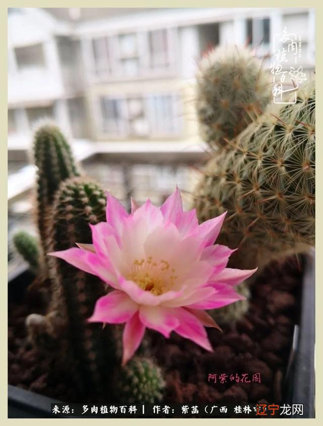 2017年4月29日-2017年4月29日是什么星座