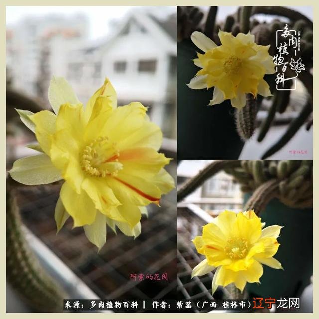 2017年4月29日-2017年4月29日是什么星座