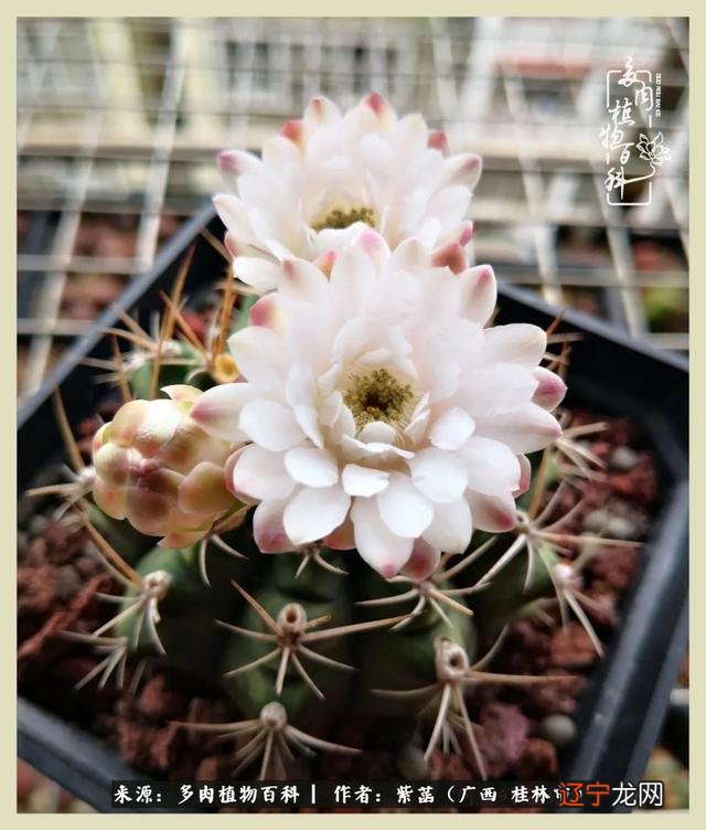 2017年4月29日-2017年4月29日是什么星座