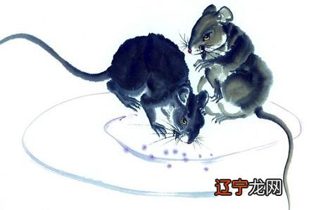 2021年属鼠人全年运势 2021年属鼠人的全年运势1972出生