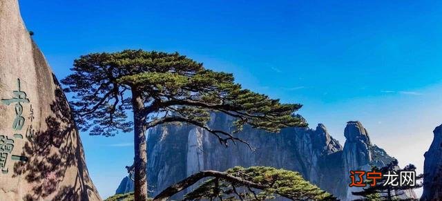 我国三棵最特殊的树:1棵配了警卫,1棵投保1亿,1棵是地球独子