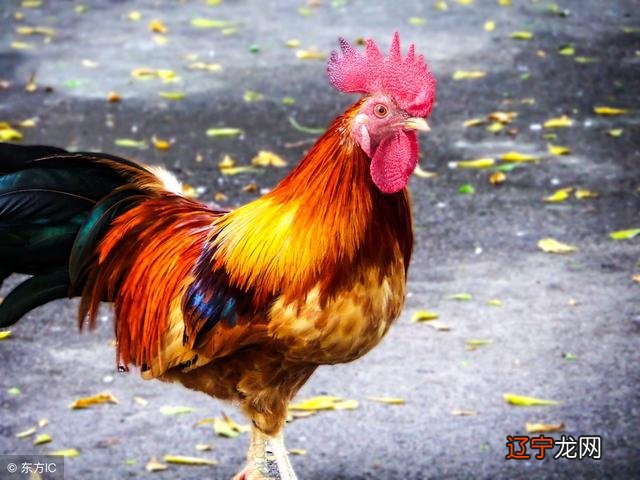 2021年属鸡人的全年运势麦玲 2021年属鸡人的全年运势