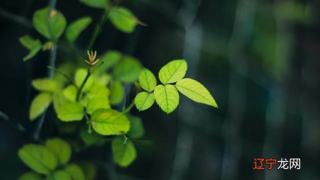 天蝎上司各星座下属-天蝎男上司