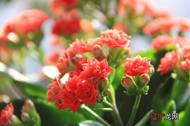 12星座幸运花精灵王 12星座幸运花