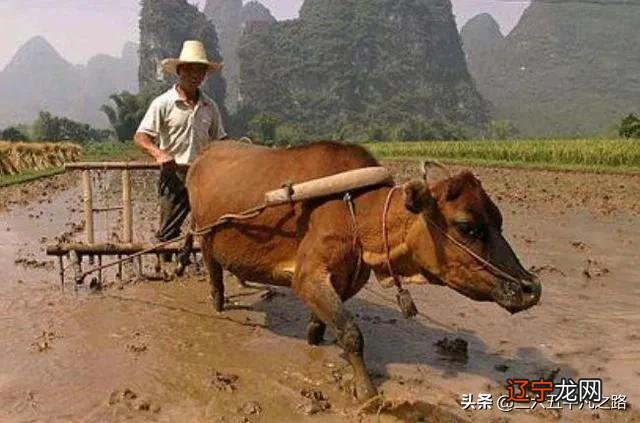 2021年2月17号属什么属相 2月17 日人属什么星座