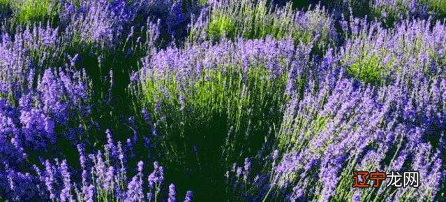 私藏！大牌调香师出手，这瓶59的香氛，比大牌香水还治愈