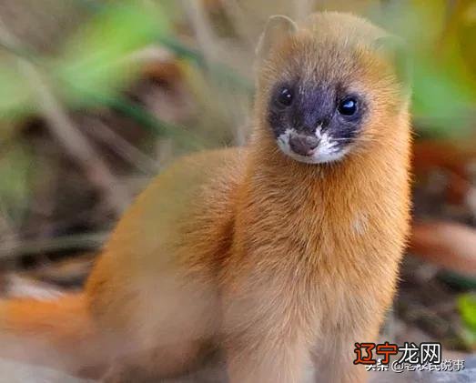 看见黄鼠狼不能说么 看见黄鼠狼能不能说