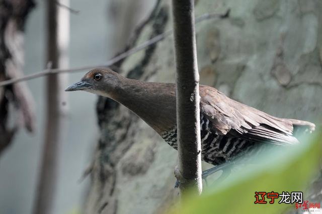 2020年成都会下雪吗 2020年冬天会下雪吗