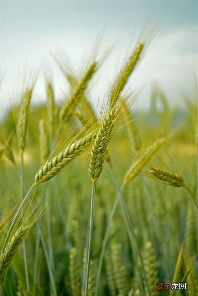 今天立夏-今天立夏吃啥