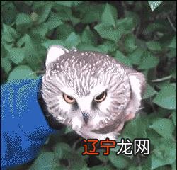 星座心理测试-12星座负面的心理