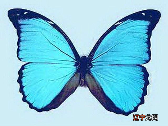 黑蝴蝶寓意 黑蝴蝶图片