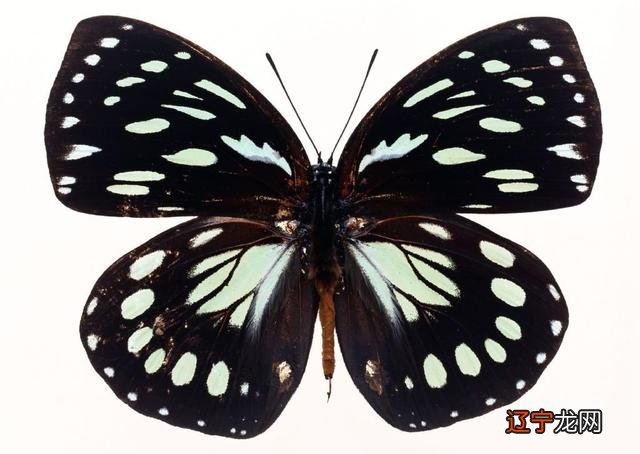 黑蝴蝶寓意 黑蝴蝶图片