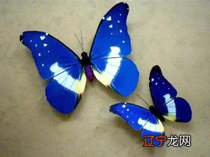 黑蝴蝶寓意 黑蝴蝶图片