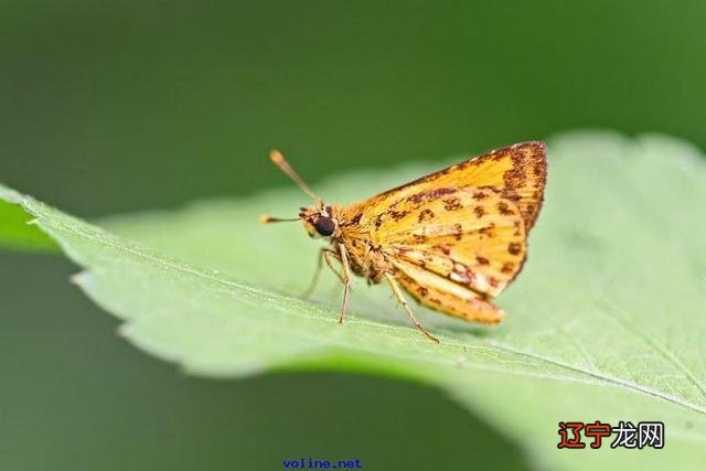 黑蝴蝶寓意 黑蝴蝶图片