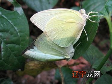 黑蝴蝶寓意 黑蝴蝶图片