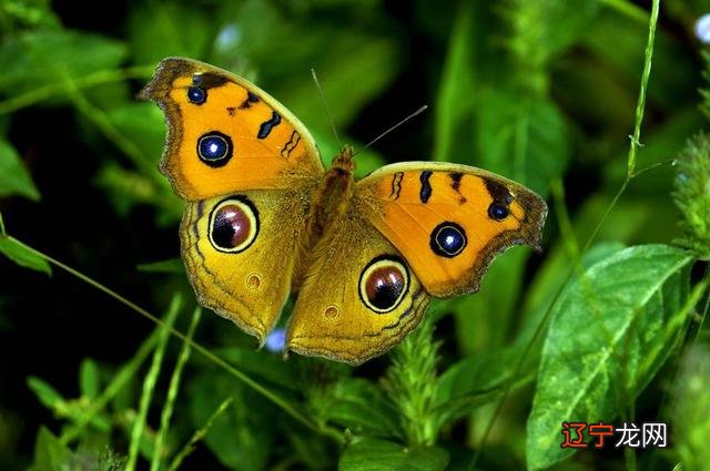 黑蝴蝶寓意 黑蝴蝶图片