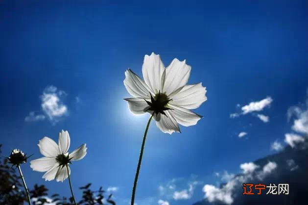 格桑花种子图片 格桑花花语图片