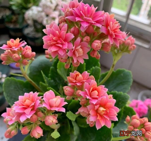 6月开什么花-一年四季都盛开的花是什么花-