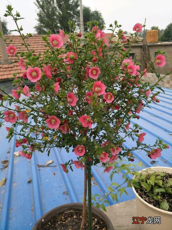 6月开什么花-一年四季都盛开的花是什么花-