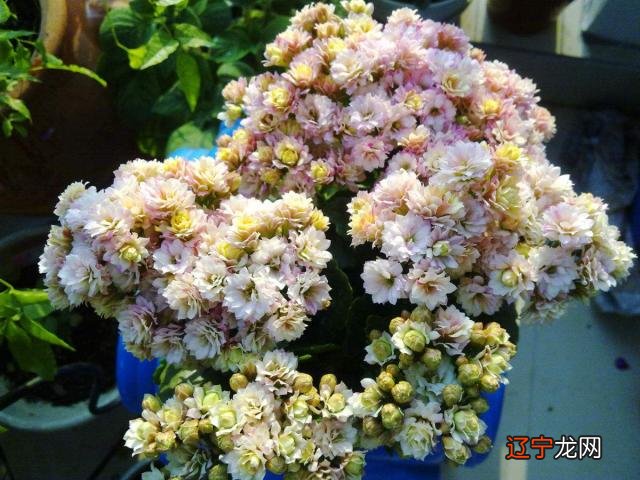 6月开什么花-一年四季都盛开的花是什么花-