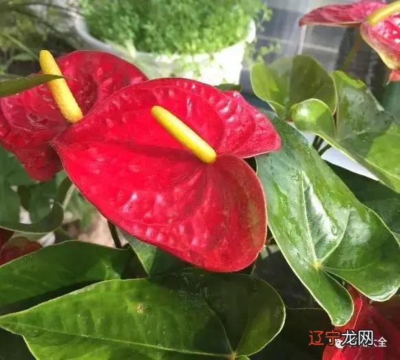 家居植物摆放有讲究 家居植物摆放风水图