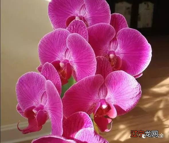 家居植物摆放有讲究 家居植物摆放风水图