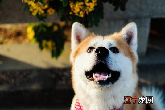 立秋的句子短句唯美-立冬句子短句