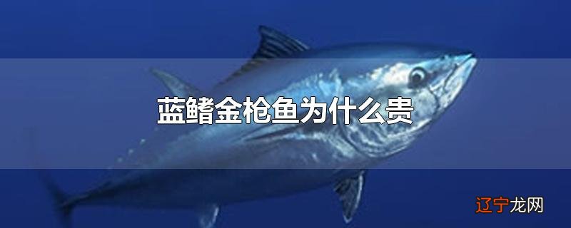 蓝鳍金枪鱼为什么贵