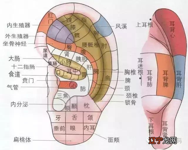 头上有一个健康养生丹,临睡前十分钟,调节浑身上下血气,规格病都赶走~