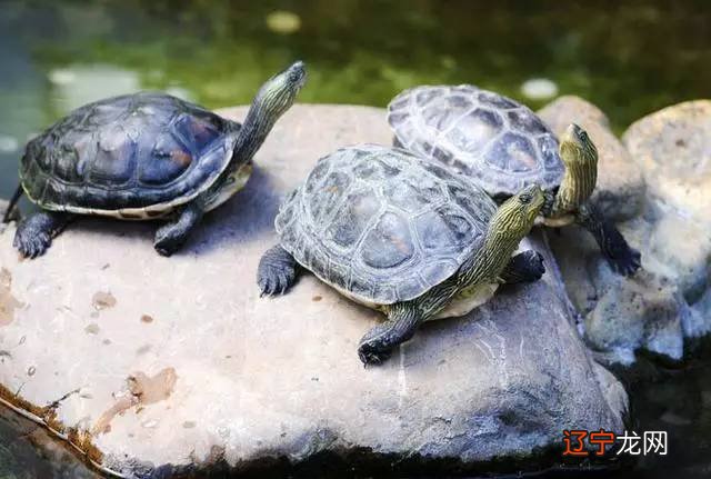 梦到鱼乌龟 同时梦到鱼和乌龟预示着什么?