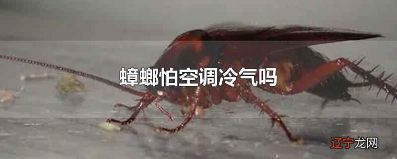 蟑螂怕空调冷气吗