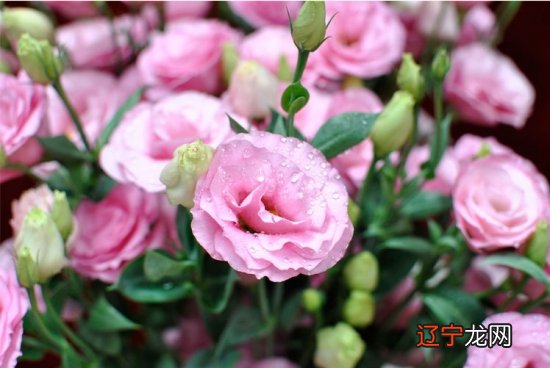 洋桔梗怎么种植