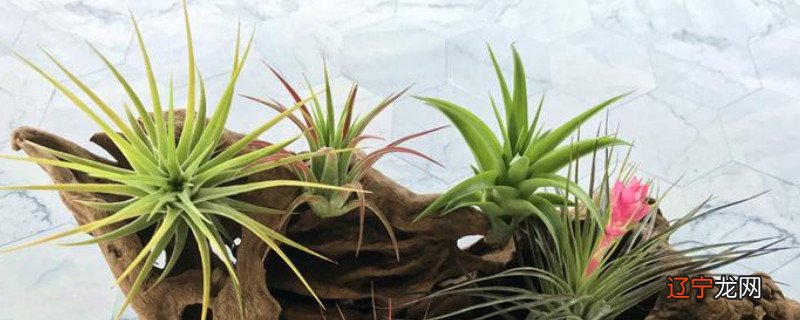 空气凤梨怎么种植方法