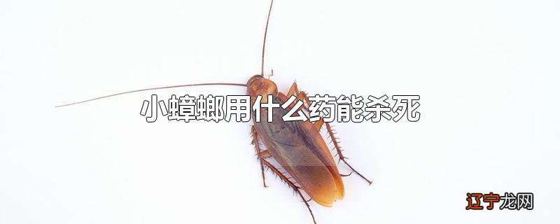 小蟑螂用什么药能杀死