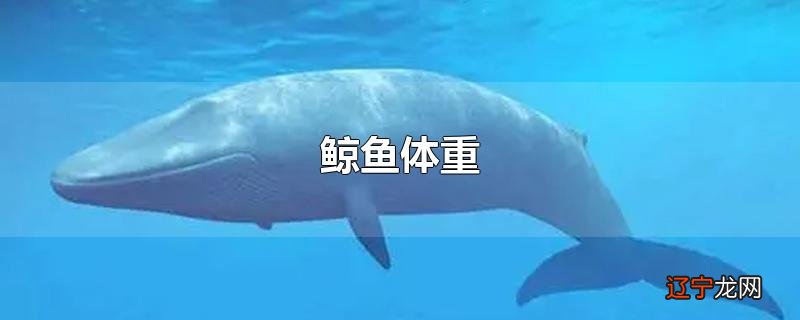 鲸鱼体重