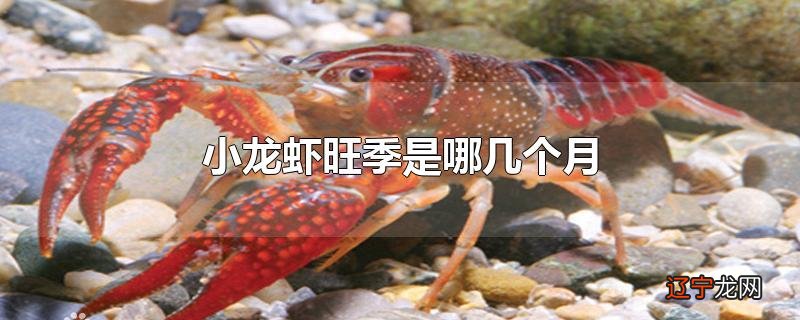 小龙虾旺季是哪几个月