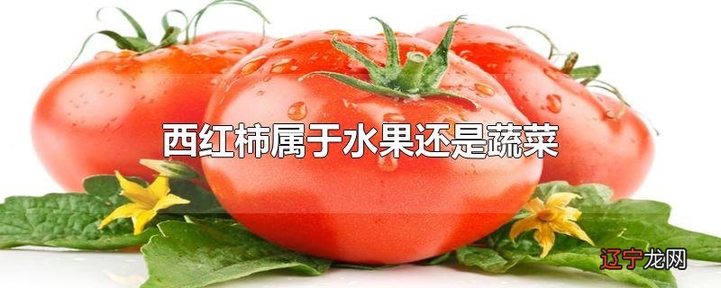 西红柿属于水果还是蔬菜