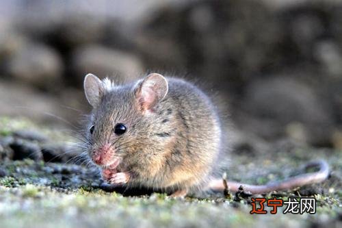 生肖:天生倔强，软硬不吃的生肖有哪些？