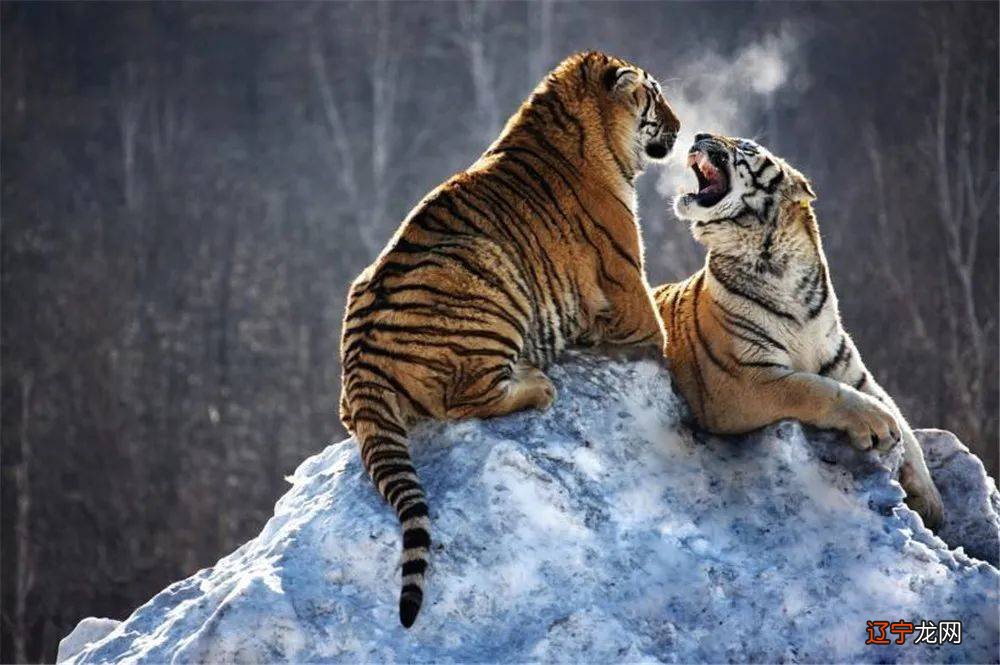 长白山又出现东北虎,钩爪锋利如刀,犬齿长约6厘米,还敢捕食冬眠中的黑熊