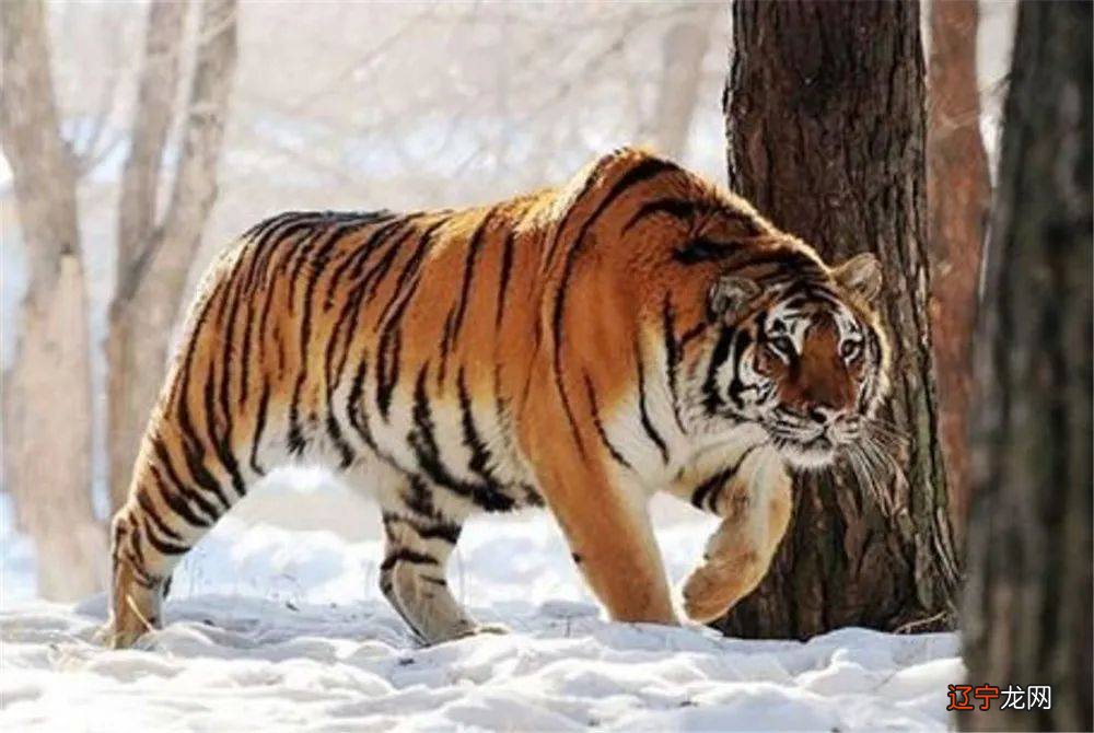 长白山又出现东北虎,钩爪锋利如刀,犬齿长约6厘米,还敢捕食冬眠中的黑熊