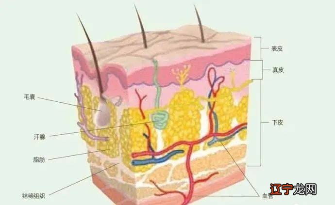 秃不秃?纹发缝到底能不能撬动视觉发量?