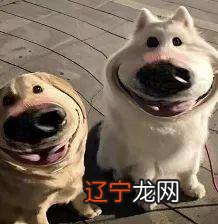 1个大S和100个汪小菲，徐妈妈是如何构建宝岛第一的？