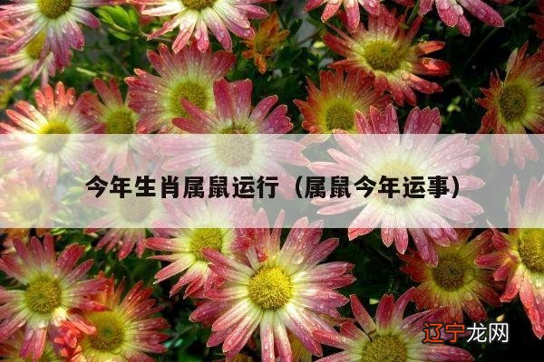 属鼠今年运事 今年生肖属鼠运行