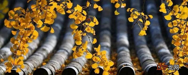 秋风吹不尽下一句