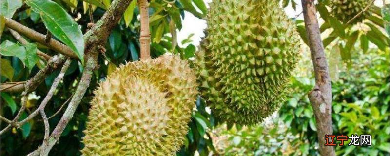 榴莲熟透了有酒精味可以吃吗