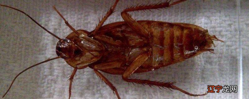 蟑螂不吃不喝能活几天