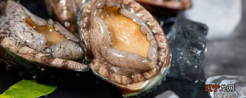 鲍鱼咬不动是太生还是太老